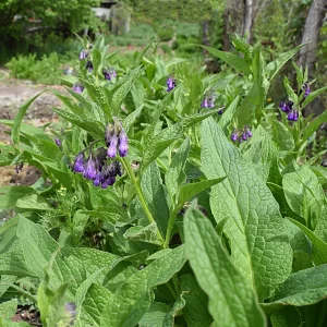 Comfrey Root’s Special Ingredient: Allantoin