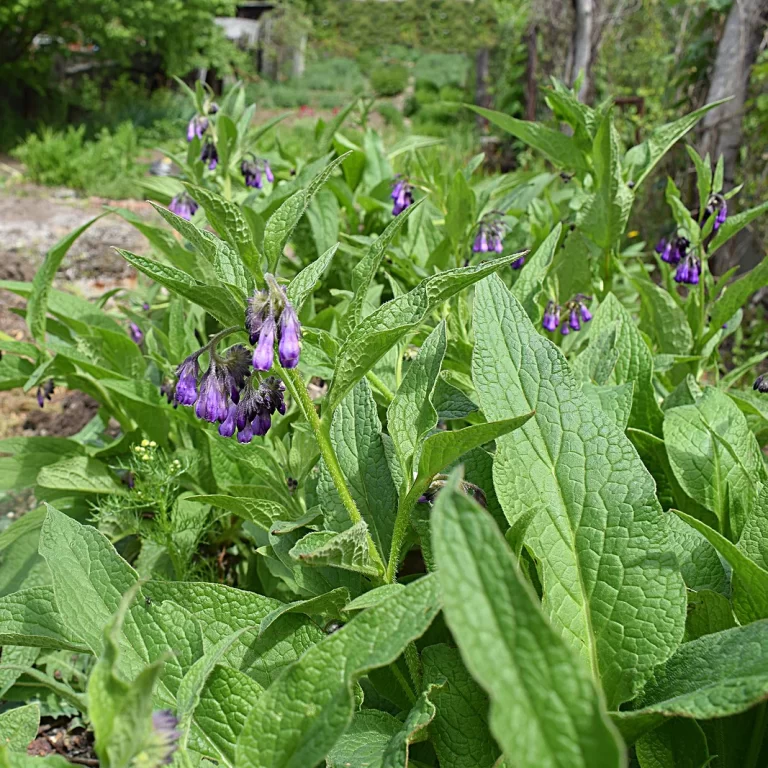 Read more about the article Comfrey Root’s Special Ingredient: Allantoin