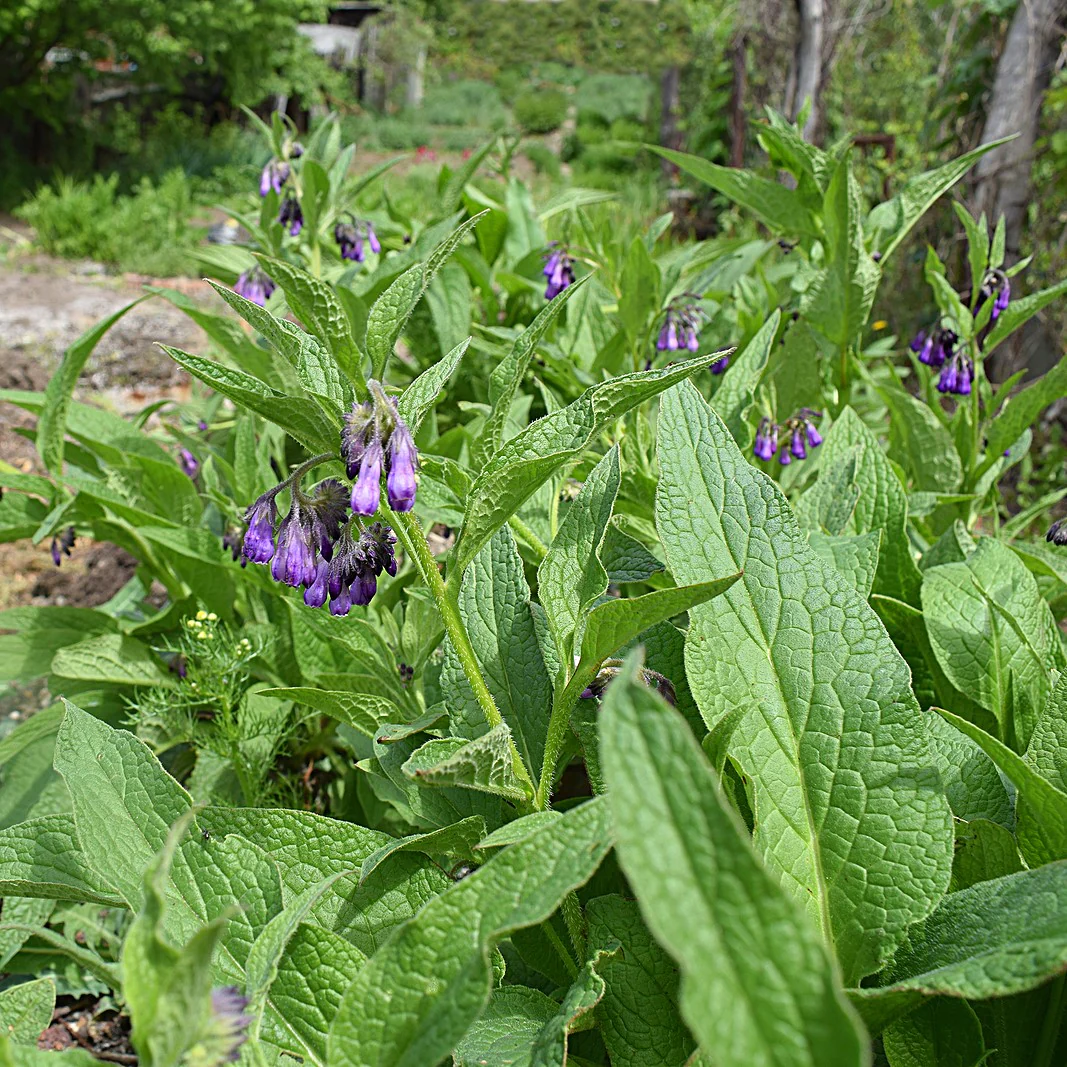 You are currently viewing Comfrey Root’s Special Ingredient: Allantoin